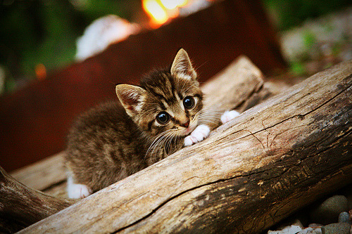 2026世界杯之夜的预言,当托尼在狂欢的缝隙里烙下印记