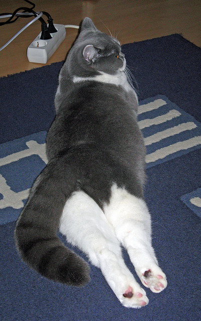 时代交汇，布伦森的冠军级演绎与热火翻盘浙江队的逆转哲学