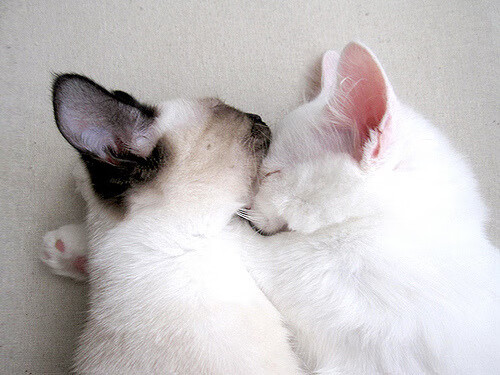 蝴蝶与混凝土墙,阿尔瓦雷斯冠军级表演与马赛防守锁死几内亚的双重胜利