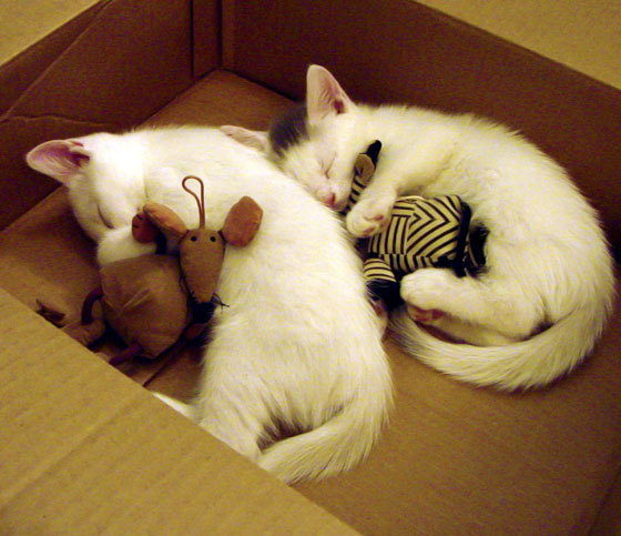 当圣保罗的持续输出遭遇独行侠的协奏曲，个人英雄与团队节拍的对决