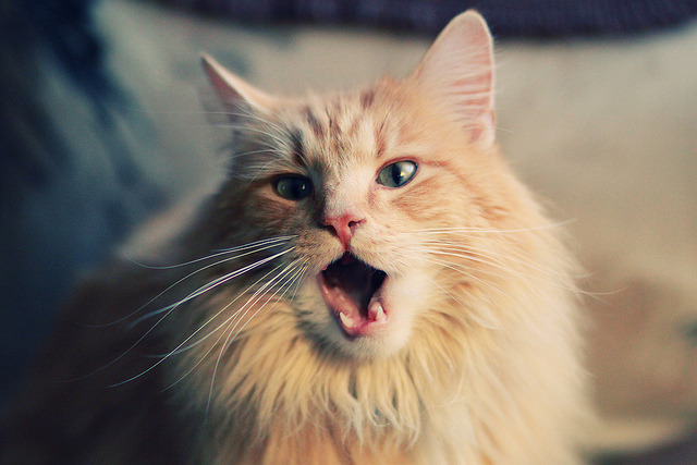 黄喜灿爆发助阿尔及利亚决胜局击败拜仁，亚洲之光闪耀欧洲