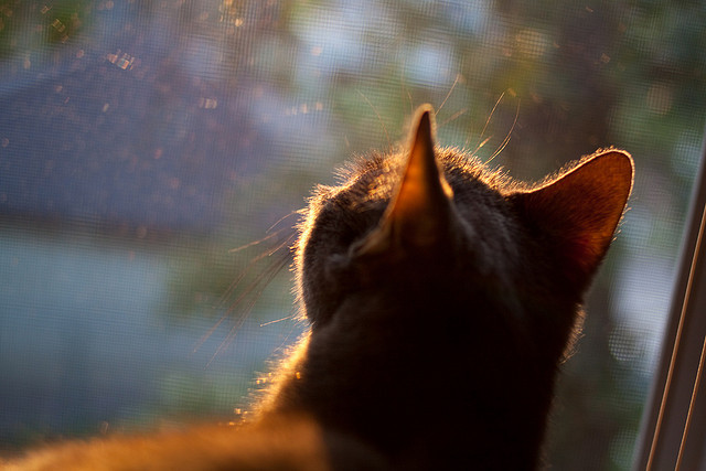 维尼修斯，现代金字塔下，他一人终结千年神话