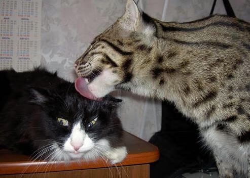 英雄无需同袍—跨越重洋的孤胆史诗