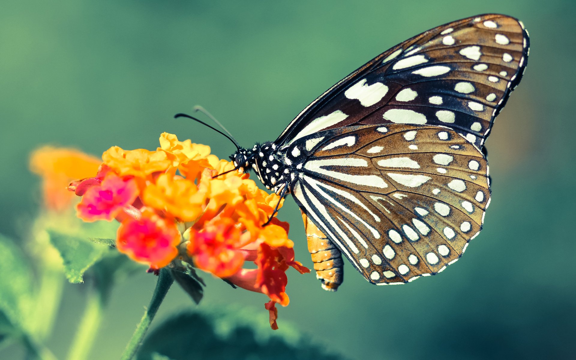 当辽宁队与公牛相遇，唯一的布伦森