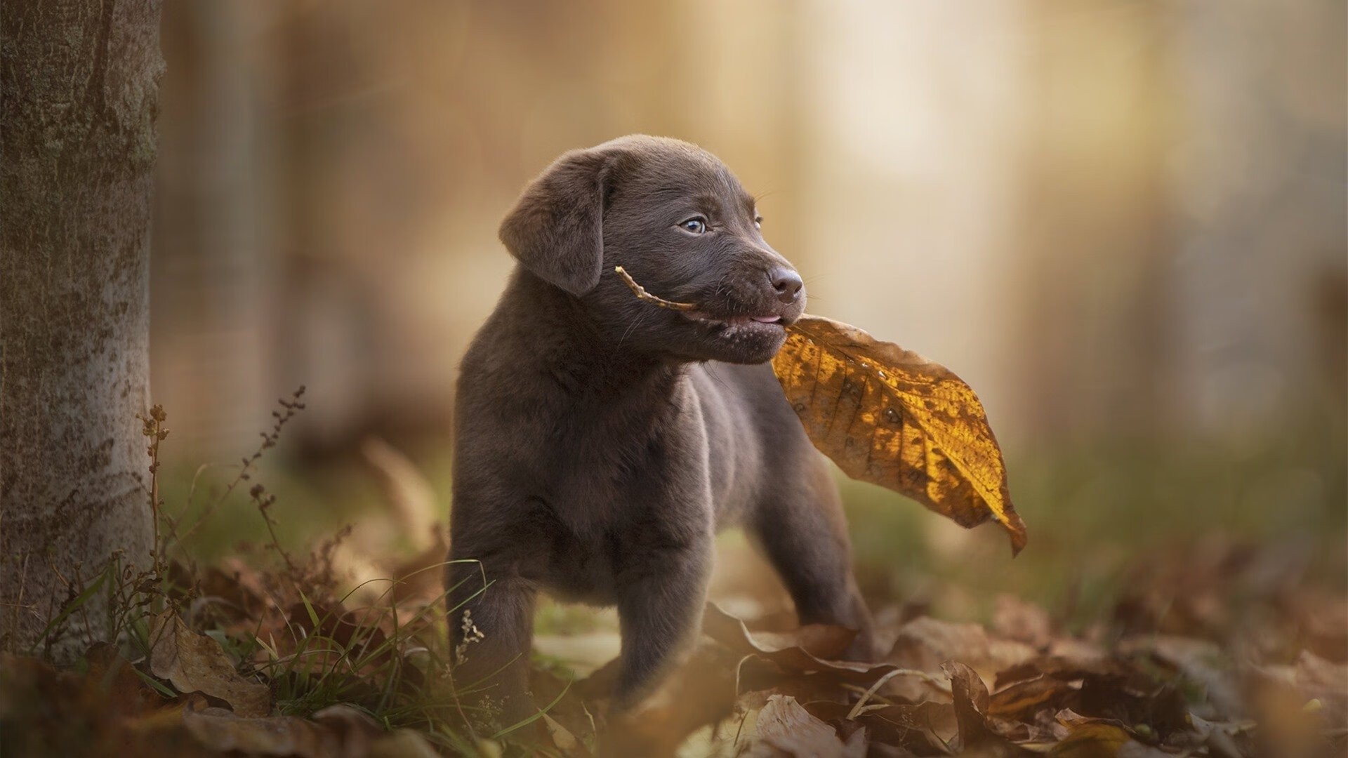 今夜无法复刻,伦纳德压哨一击,书写火箭与黄蜂的永恒瞬间