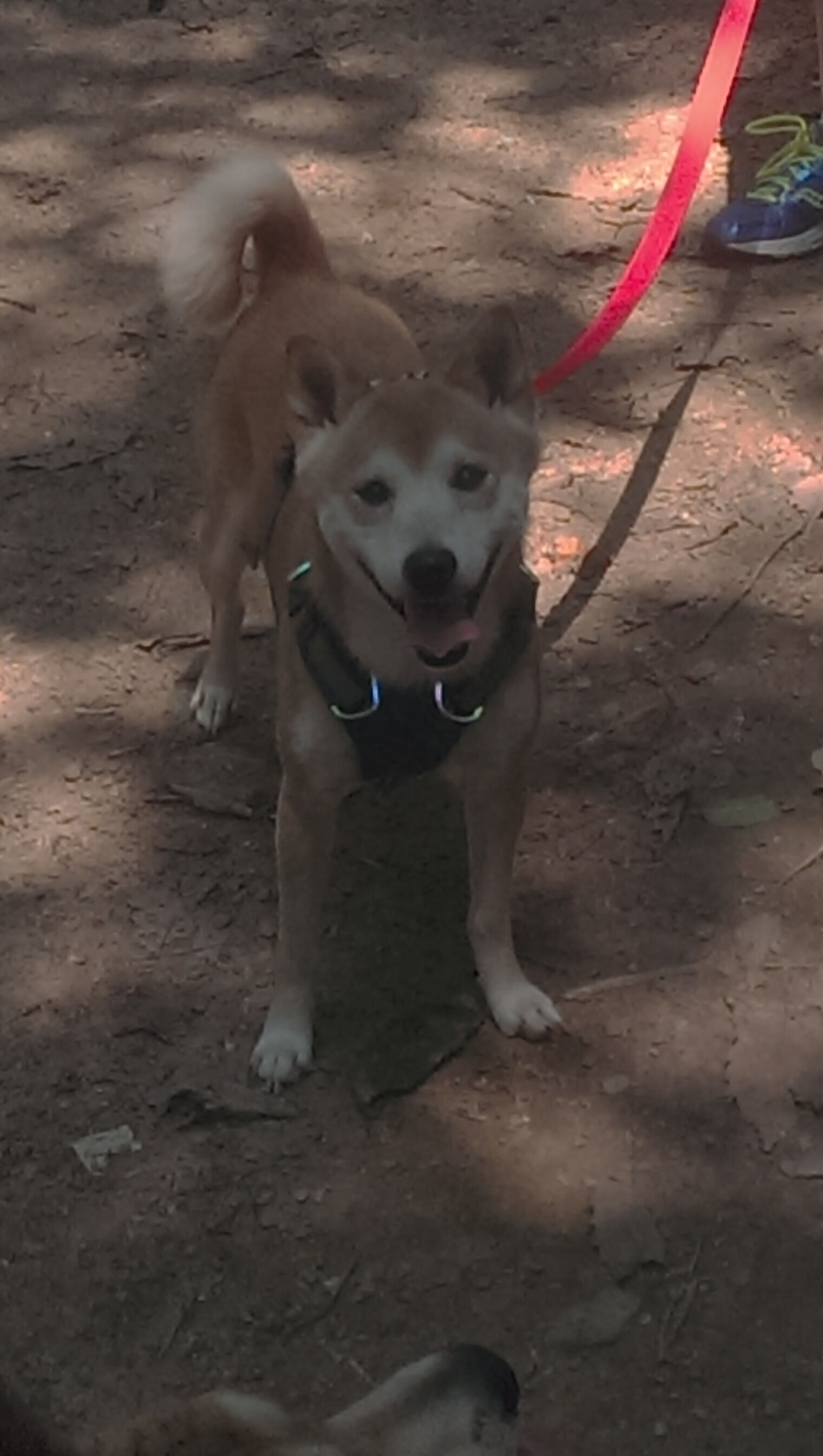 暗夜独行侠,当布伦森的星光刺破北京迷雾