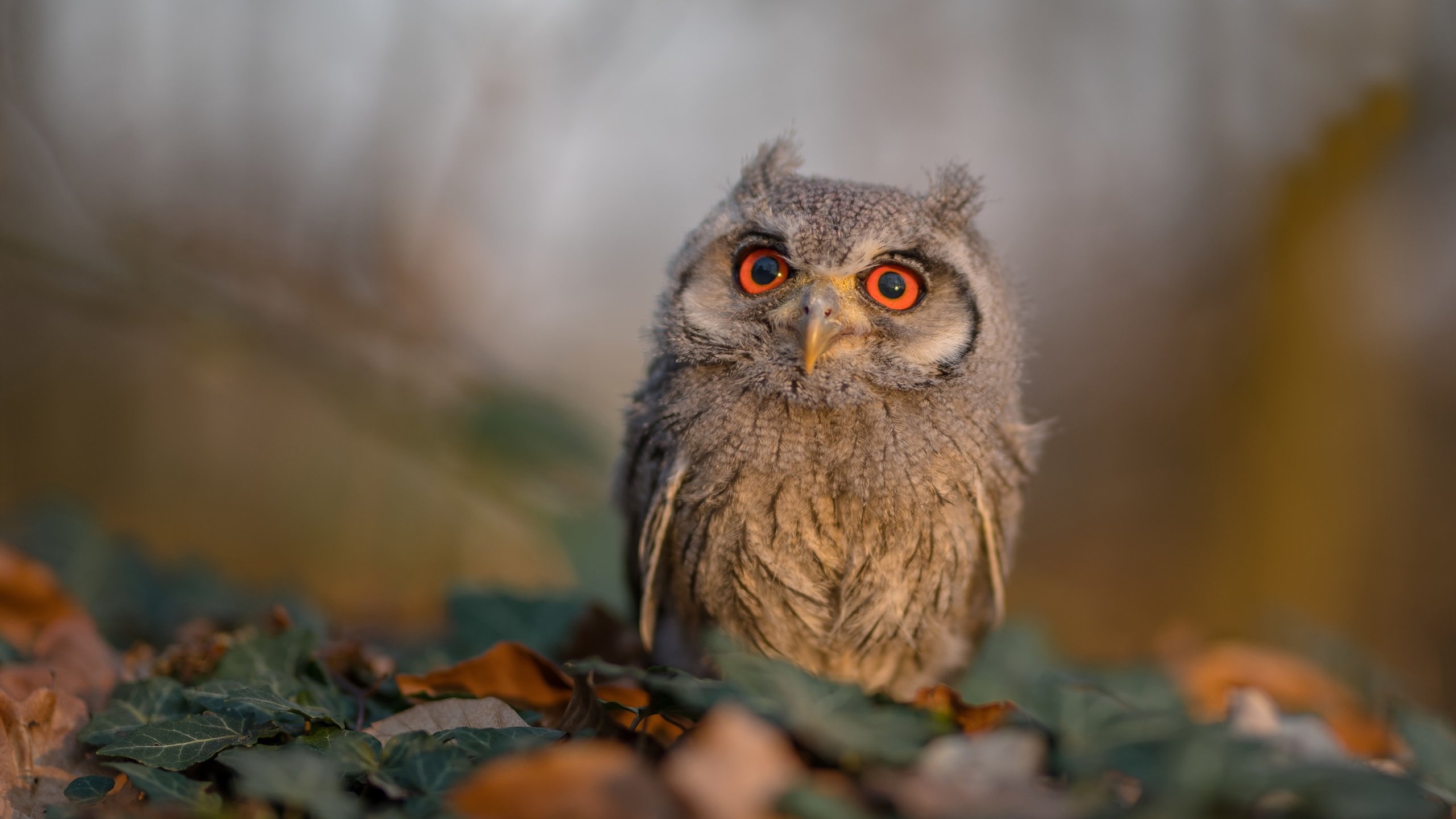 抢七从此只有两种，平凡抢七，和奥斯梅恩的抢七之夜