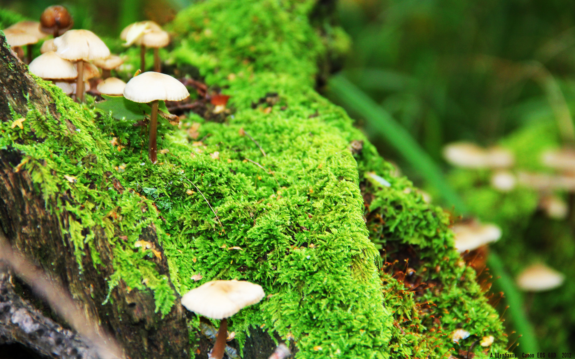 冰与火的对决，武切维奇如何在西决生死夜以静默主宰喧嚣