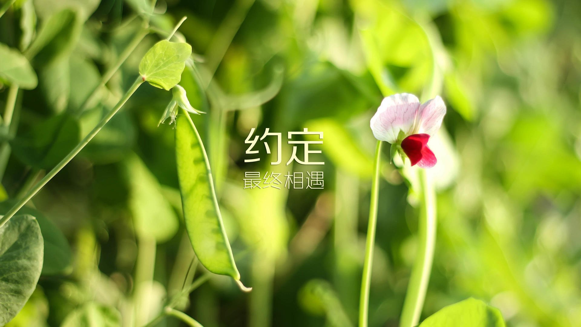 沙漠之鹰的最后一击,哈基米在2026世界杯关键战中导演阿联酋绝杀丹麦的史诗时刻